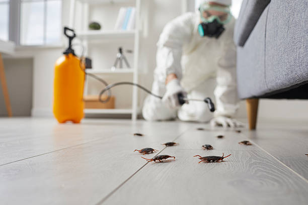 Commercial Rodent Management in Saticoy